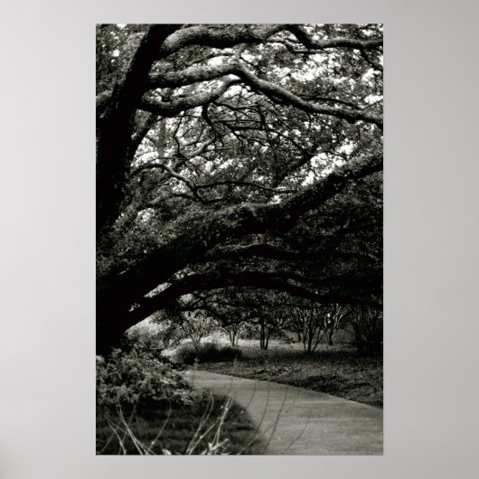 Poster L'arbre (Devant)