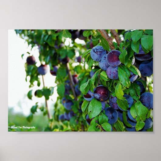 Poster L'arbre à prunes pourpre (Devant)