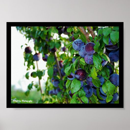 Poster L'arbre à prunes pourpre (Devant)