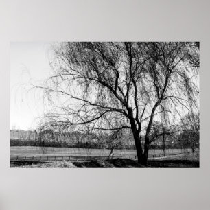 Poster L'arbre de Leiper