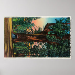 Poster L'arbre de lustre, parc de sous-bois
