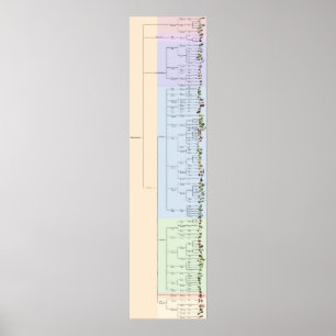 Poster L'arbre de Yum : Plantae