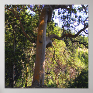 Poster L'arbre hanté.....