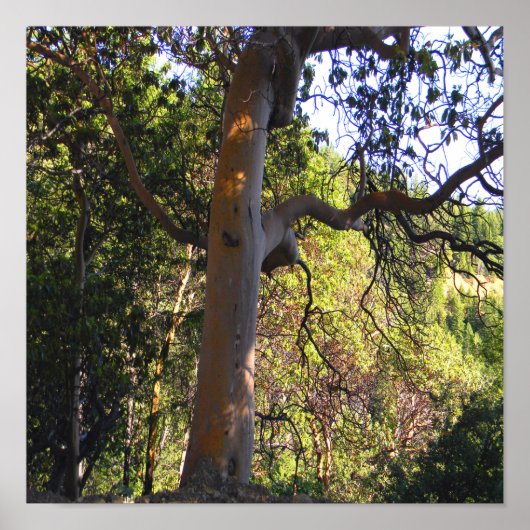 Poster L'arbre hanté..... (Devant)