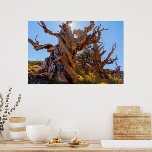 Poster L'arbre sentinelle (Cuisine)