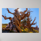 Poster L'arbre sentinelle (Devant)
