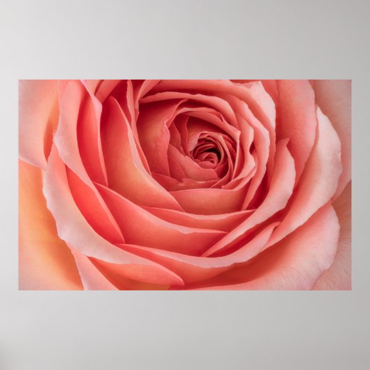 Poster large orange rose rose rose rose rose fleur coeur  (Devant)