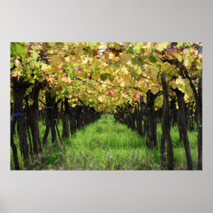 Poster L'Argentine, Mendoza, rangée de raisin dans le