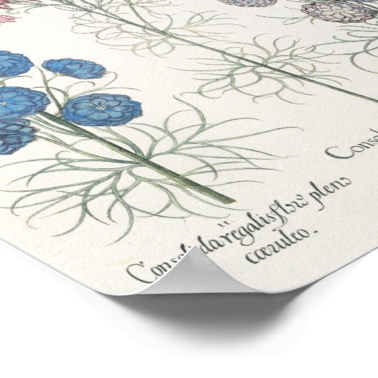 Poster Larkspur (Coin)