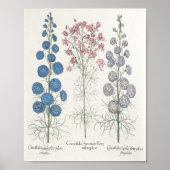 Poster Larkspur (Devant)