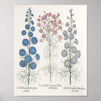 Poster Larkspur
