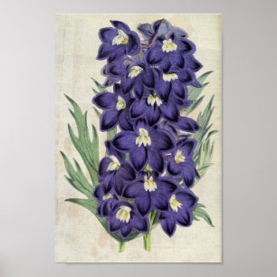 Poster Larkspur d'abeilles du Fraser botanique vintage