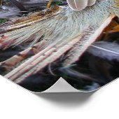 Poster L'art de Falconry : Red Tail Hawk sur Pheasant 2 (Coin)