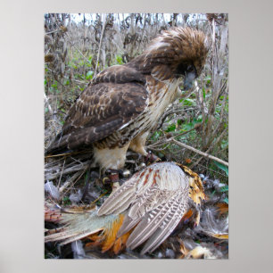 Poster L'art de Falconry : Red Tail Hawk sur Pheasant 2
