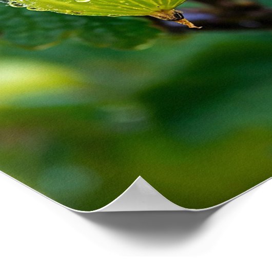 Poster L'art de la nature (Coin)