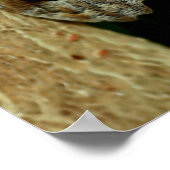 Poster L'art de la nature des papillons de la Chouette Br (Coin)