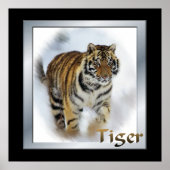 Poster L'art des amateurs de tigres (Devant)