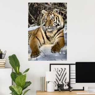 Poster L'art des amateurs de tigres
