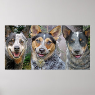 Poster L'art des chiens de bétail australiens