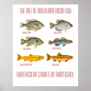 Poster L'art des poissons nord-américains