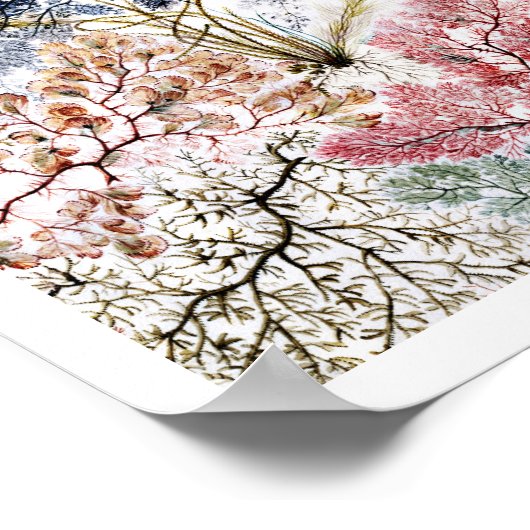 Poster L'art en tissu de soie d'algues (Coin)