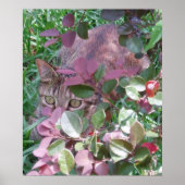 Poster Laser les yeux de chat (Devant)