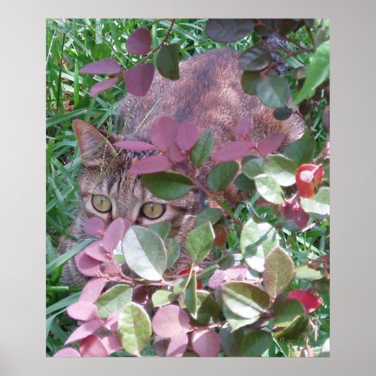 Poster Laser les yeux de chat (Devant)