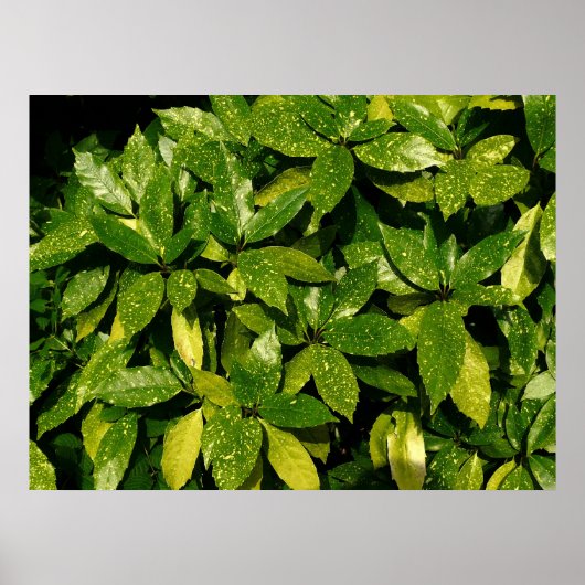 Poster Laurel, Aucuba Japonica (Devant)