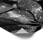 Poster Laurel tacheté, Aucuba Japonica - B/W (Coin)