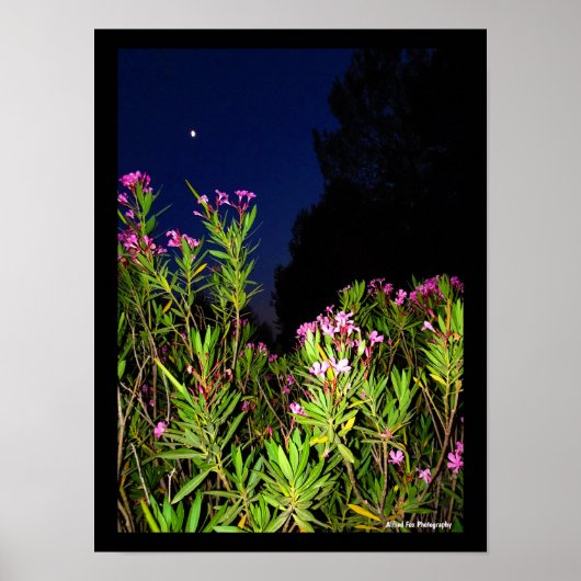 Poster Laurier-rose rose la nuit (Devant)