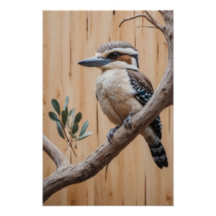 Poster L'Australie Kookaburra dans un arbre Art de la fau