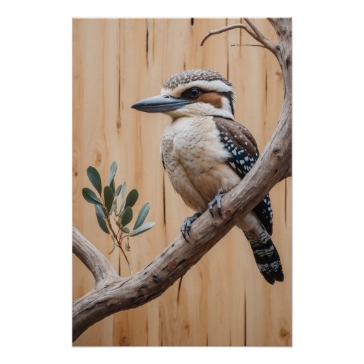 Poster L'Australie Kookaburra dans un arbre Art de la fau (Devant)