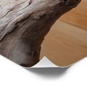 Poster L'Australie Kookaburra dans un arbre Art de la fau (Coin)