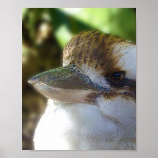 Poster L'Australien Kookaburra, (Devant)
