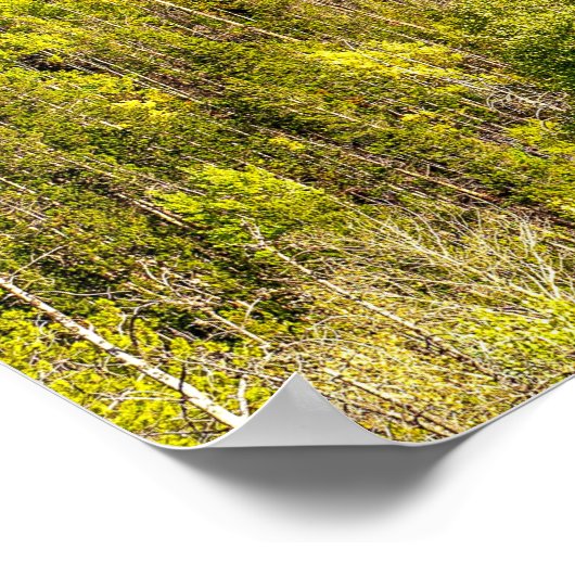 Poster L'automne arrive // Forêt colorée (Coin)