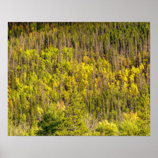 Poster L'automne arrive // Forêt colorée (Devant)