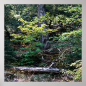 Poster L'automne est là....... (Devant)