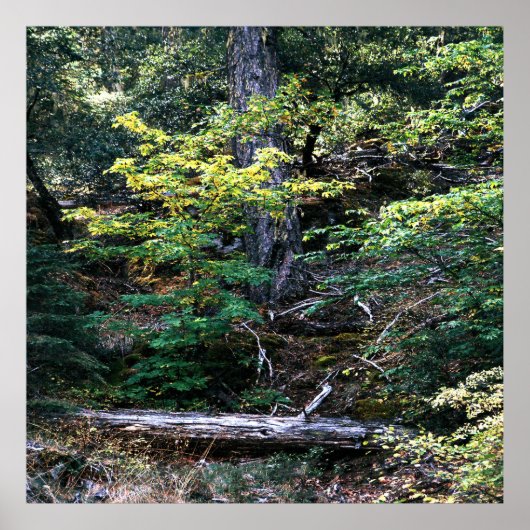 Poster L'automne est là....... (Devant)