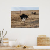 Poster L'autruche africaine sur les plaines ouvertes (Cuisine)