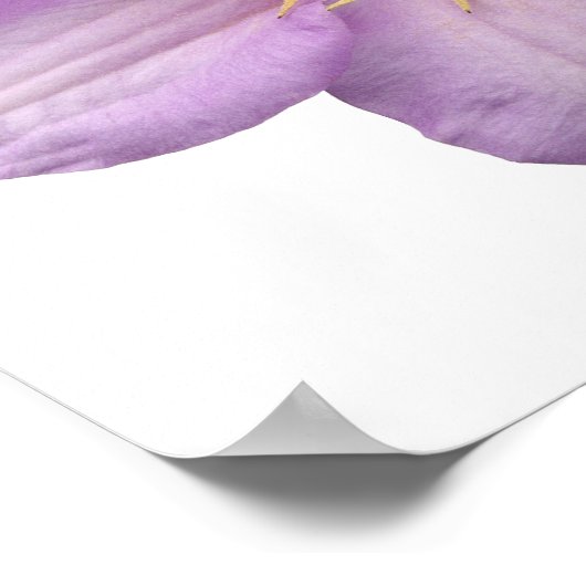 Poster Lavande (Coin)