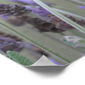 Poster Lavande (Coin)