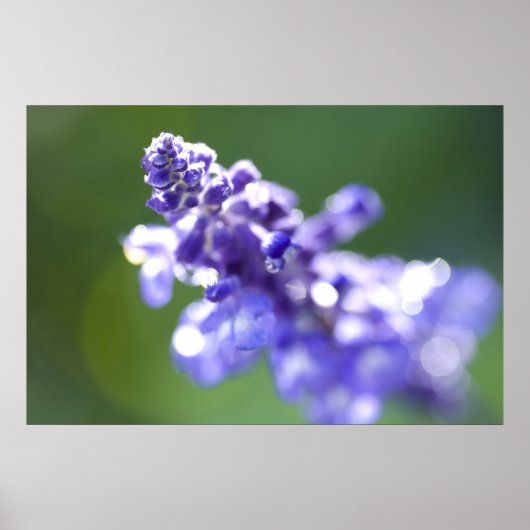 Poster Lavande (Devant)