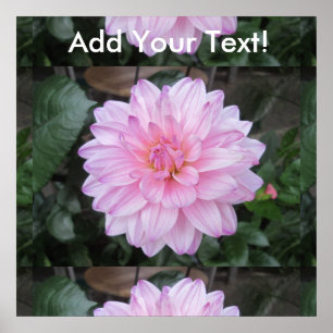 Poster Lavande Dahlia