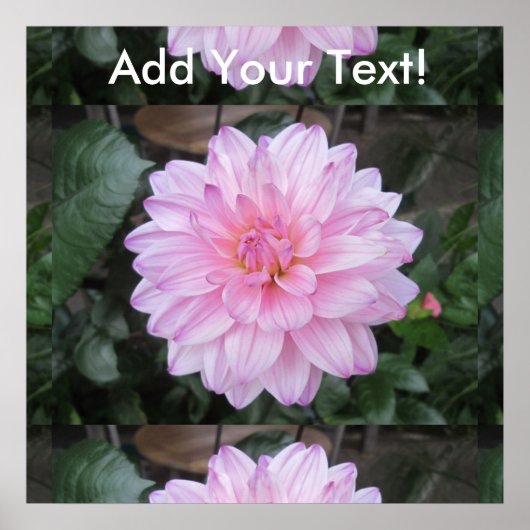 Poster Lavande Dahlia (Devant)