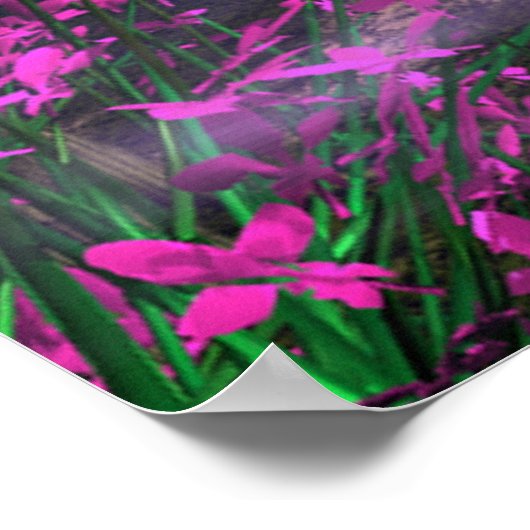 Poster Lavande de fée (Coin)