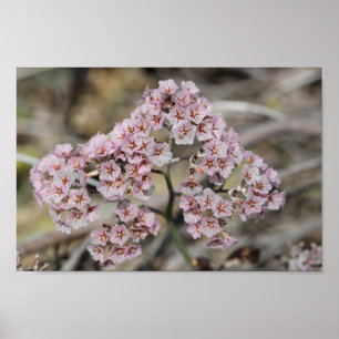 Poster Lavande de mer rose pâle Fleurs de Papierblom Flor