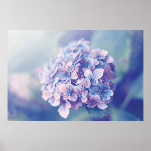Poster Lavande Hydrangea (Devant)