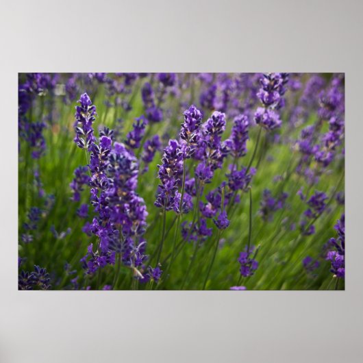 Poster Lavande | Lavendel (Devant)