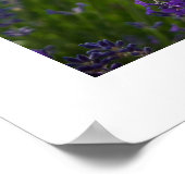 Poster Lavande | Lavendel (Coin)