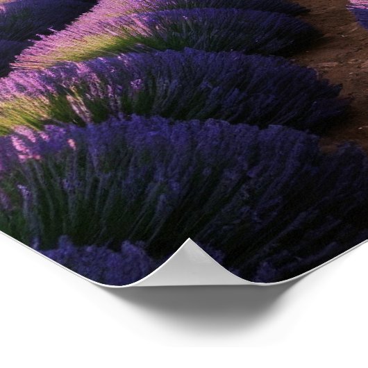 Poster Lavande Nature Extérieur Paysage Calme Tranquille (Coin)